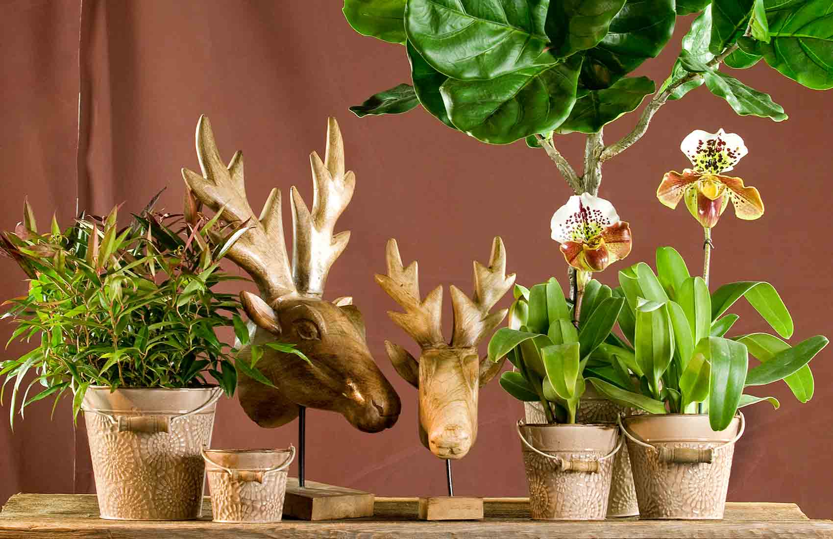 Kwoka Floristik Startseite Der