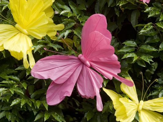 Schmetterlinge Vögel