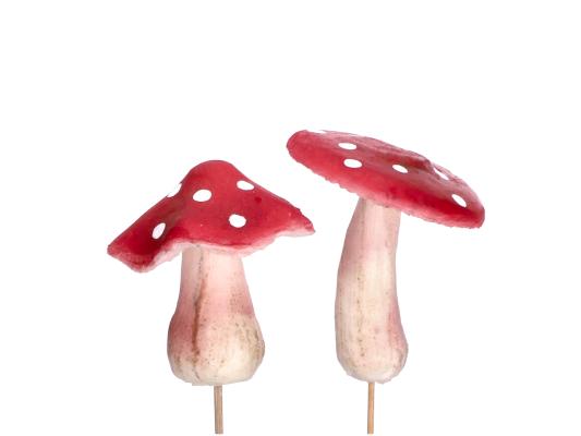 Schaumpilze & Holzpilze