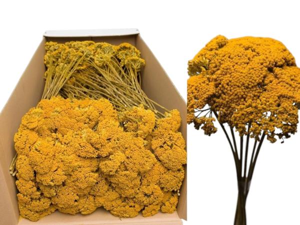 Achillea gelb 1kg  D5-8 H2-3 L40cm