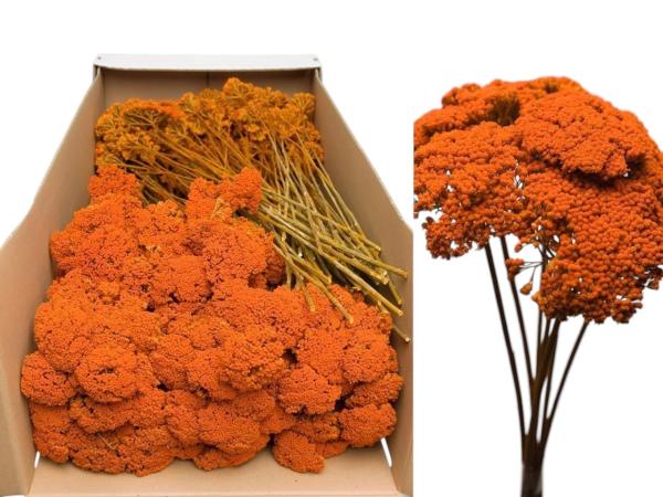 Achillea orange 1kg  D5-8 H2-3 L40cm