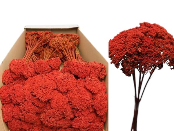 Achillea mohnrot 1kg  D5-8 H2-3 L40cm