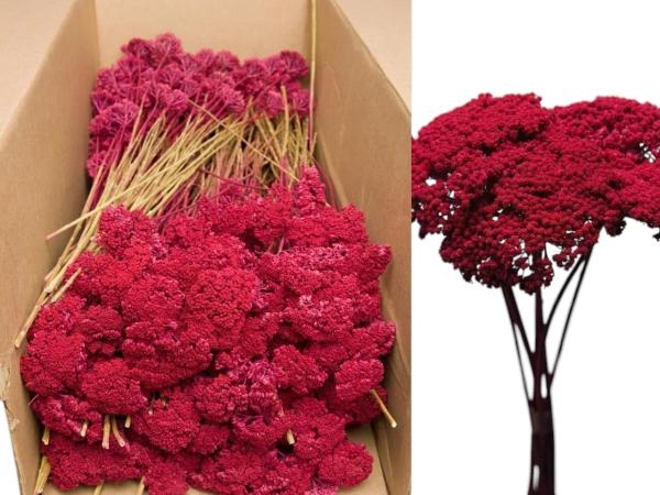 Achillea erika 1kg  D5-8 H2-3 L40cm