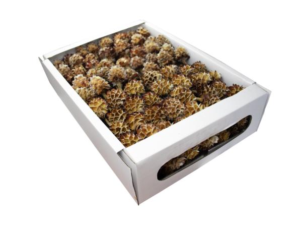 Daphnoides 1Kopf gelb D4-5 L35-40cm
