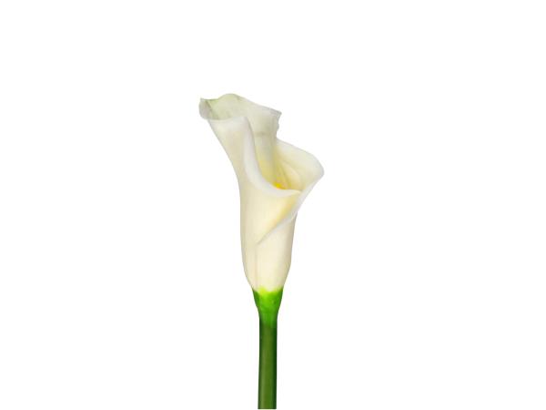 Calla medi Superior realtouch   L46cm