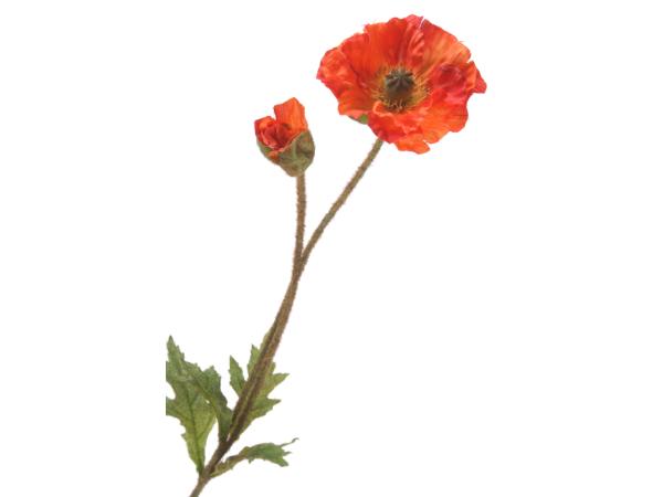 Mohn Papaver 2fach L67cm