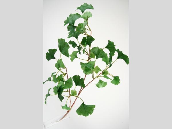 Zweig Ginkgo L60cm   L60cm