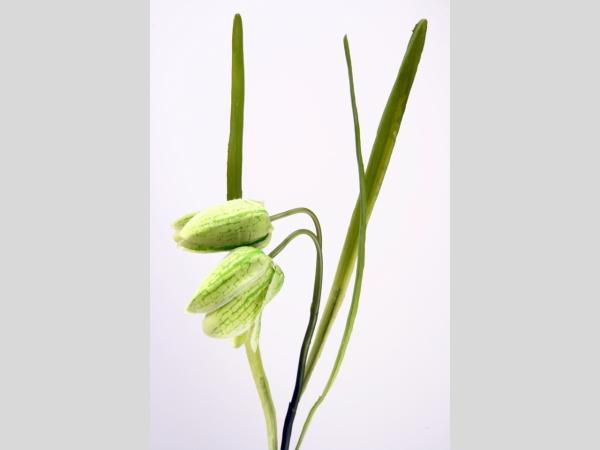 Frittularia Schachbrettblume   L44 cm