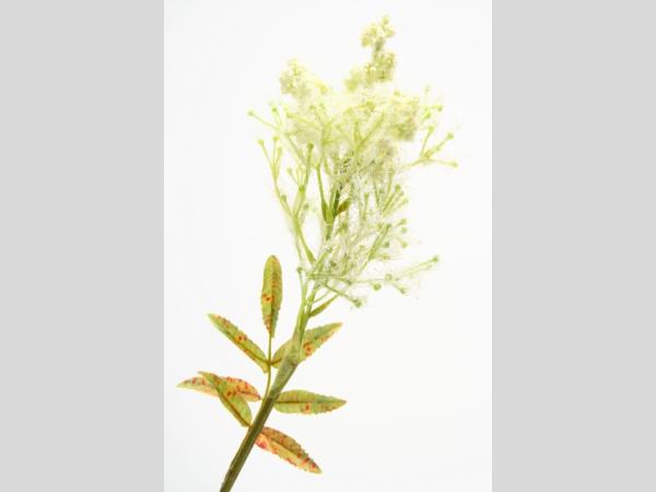 Astilbe
!! Aktionsartikel- Kein Umtausch / Rückgabe möglich !! 