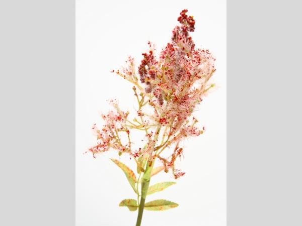 Astilbe
!! Aktionsartikel- Kein Umtausch / Rückgabe möglich !! D9 L36cm