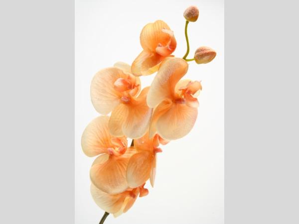 Phalenopsis 6 Blüten 2 Knospen beeist soft
!! Aktionsartikel- Kein Umtausch / Rückgabe möglich !! L75cm