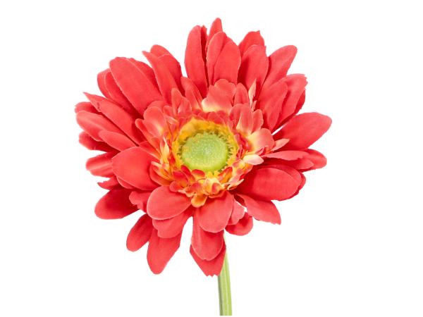 Gerbera   D9 L55cm