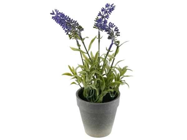 Lavendelpflanze im Topf   D8 H25cm