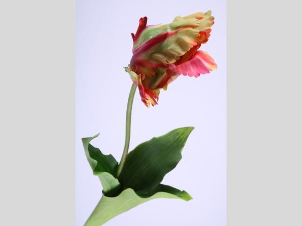 Tulpe Papagei Rembrand geschlossen coated   L65cm