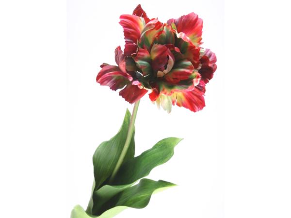 Tulpe Papagei Rembrandt offen coated  L63cm