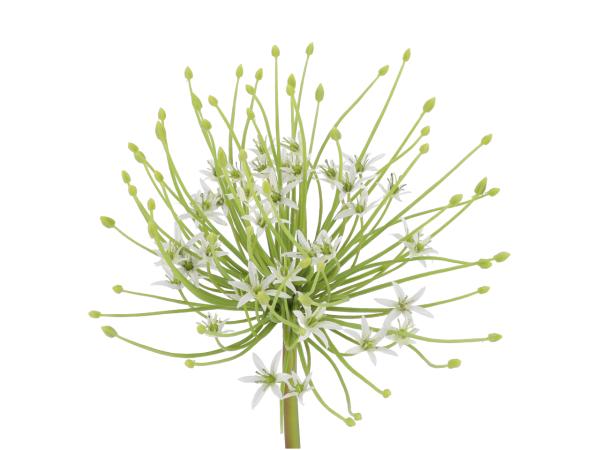 Zweig Allium Spider Deko   D25 L112cm