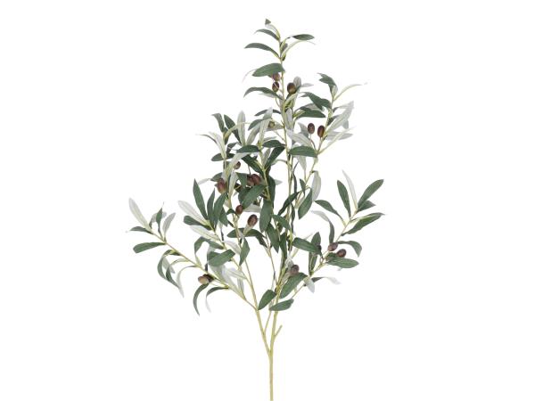 Zweig Olive L100cm