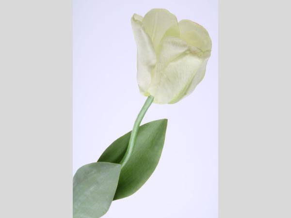 Tulpe Französisch coated   L70cm