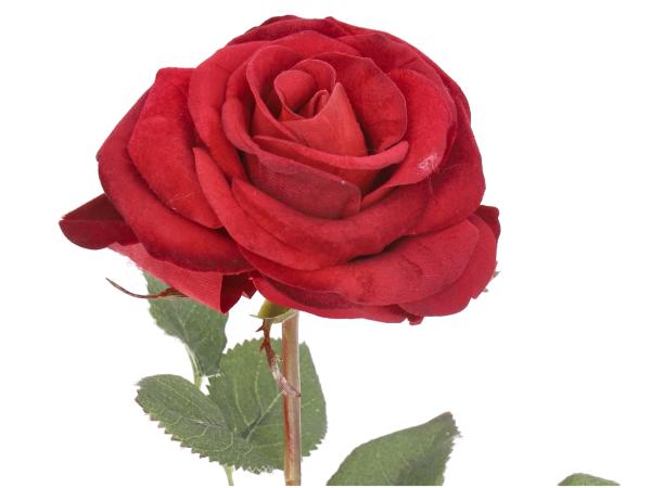 Rose Clara Samt D9 L60cm