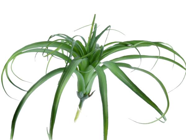 Tillandsia D38 L15cm