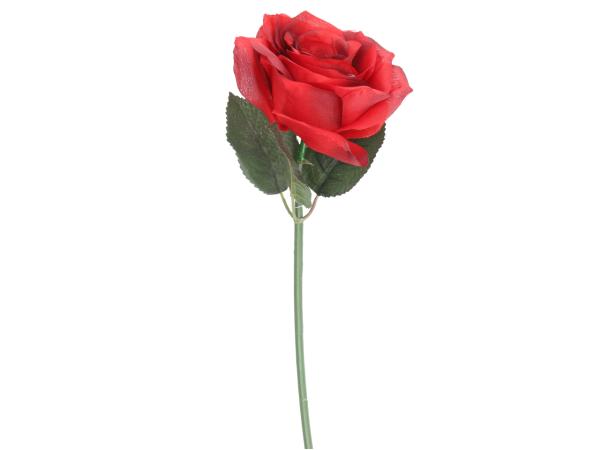 Rose Promo   D8 L37cm