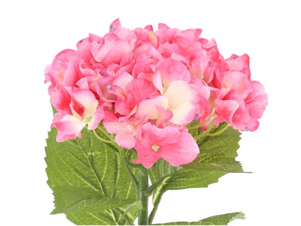 Hortensie x1 softcolor pink   D16 L42cm