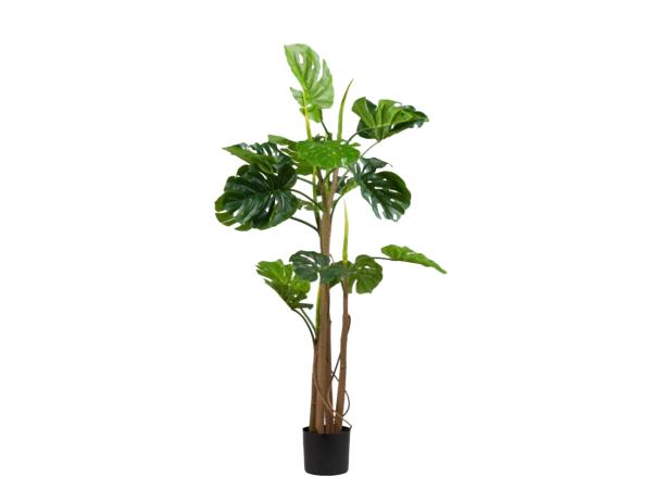 Pflanze Philodendron realtouch im Topf Topf D16 H150cm