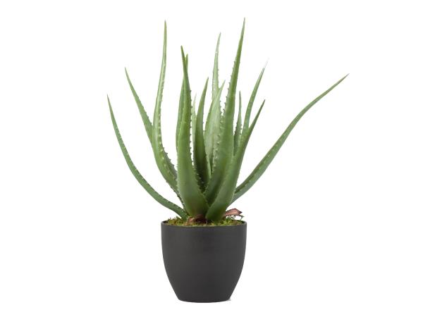 Pflanze Aloe Deko i Topf Topf D18 D70 H55cm