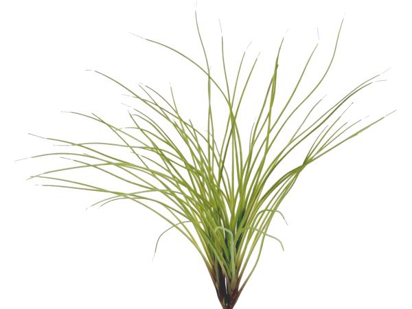 Graspflanze L59cm