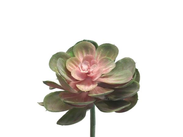 Succulente Echeveria  D12 L23cm