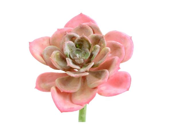 Succulente Echeveria  D12 L20cm