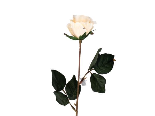 Rose Beauty Promo   D5,5 L44cm