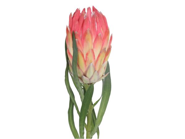 Protea Compacta   D9 L60cm