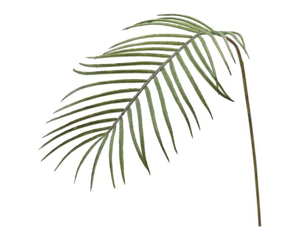 Palmblatt   L80cm