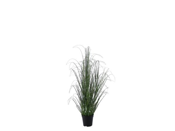 Graspflanze im KSt Topf D13  D13-30 H80cm