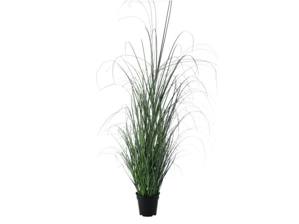 Graspflanze im KSt Topf D13 D17-40 H122cm