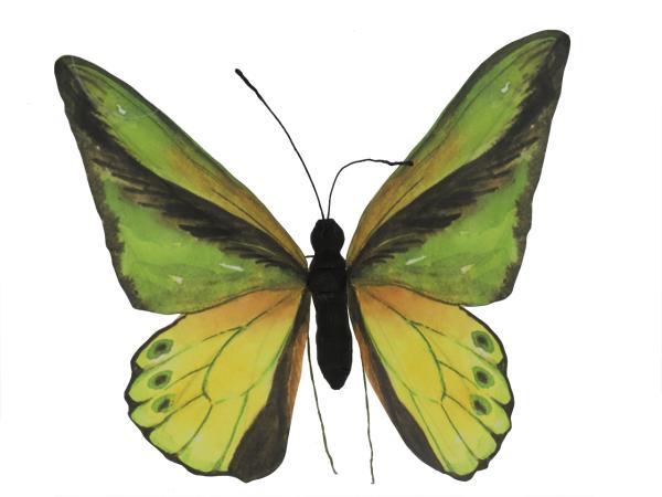 Schmetterling Papier bedruckt a Draht zusätzlich zum Hängen B50 H47 T5cm (Stab 20cm)