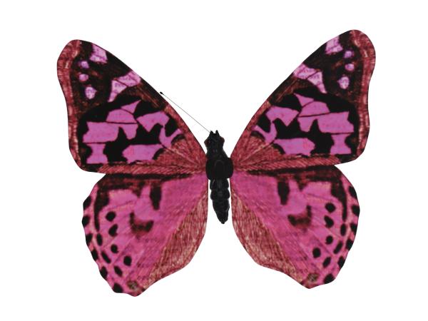 Schmetterling Papier bedruckt a Draht zusätzlich zum Hängen   B50 H47 T5cm (Stab 20cm)