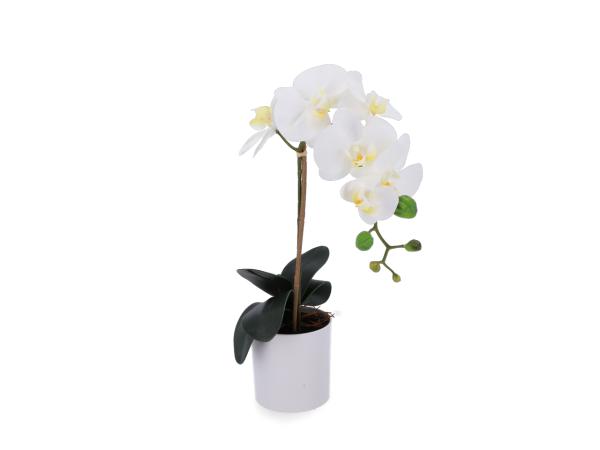 Pflanze Phalenopsis realtouch i Zylindertopf weiss   H47cm