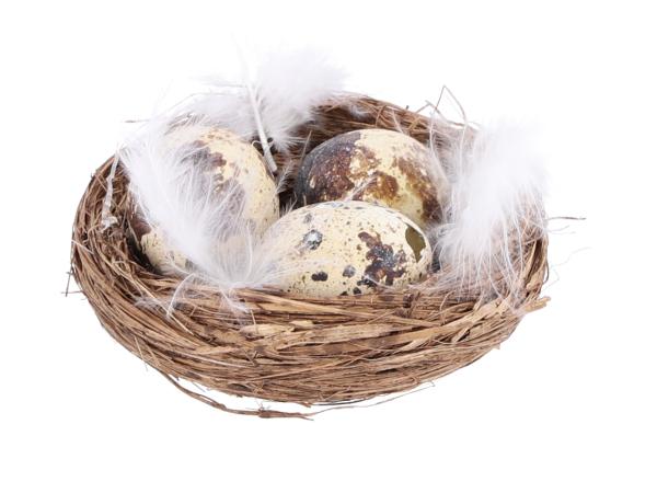 Wachteleier im Nest m Federn (zertifiziert sterilisiert behandelt) D8cm