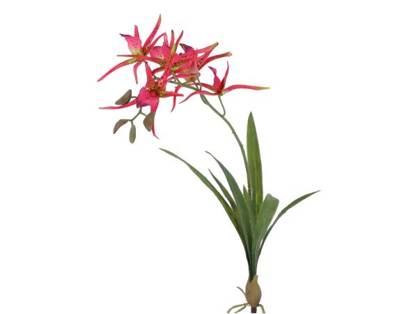 Orchidee Spider Pflanze m 7Laub   L72cm