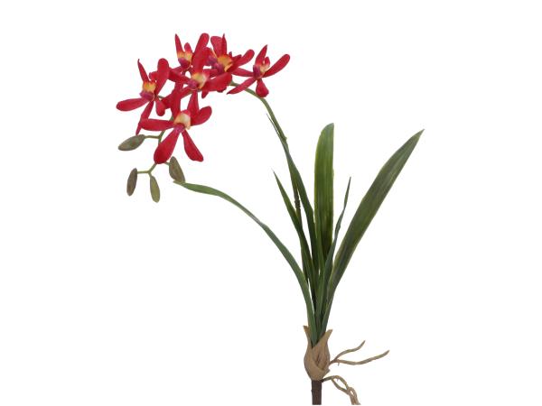 Orchidee Vanda Mini Pflanze 7Laub   L71cm