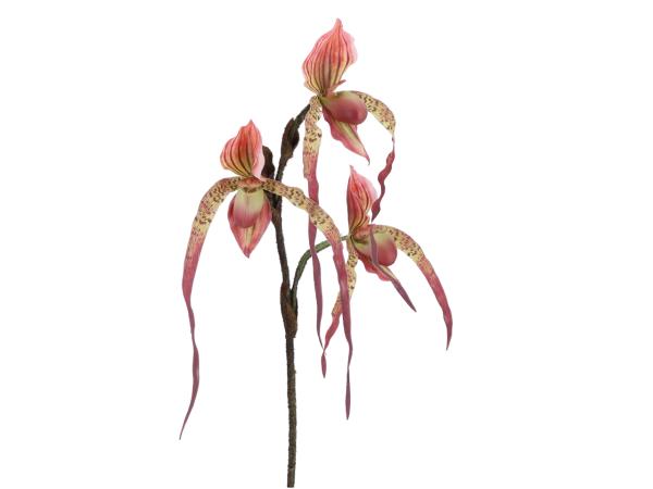 Frauenschuh Orchidee x3 L82cm