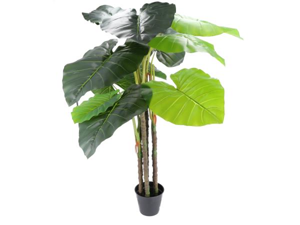 Philodendron wild Pflanze 12 Laub i Topf  H155cm Topf D18cm