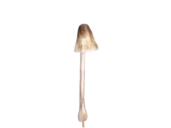 Pilz softfoam a Holzstick D4 H18 L24 (Stab 6cm)