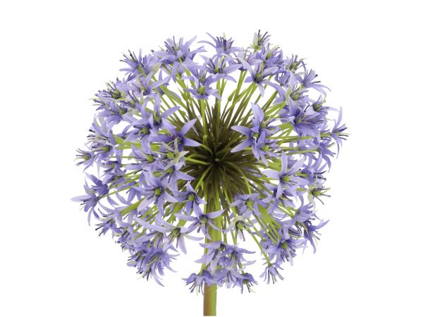 Zweig Allium   D18 L102cm