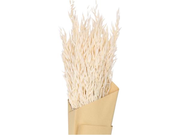 Hafer Avena Bund ca. 100gr L60-90cm