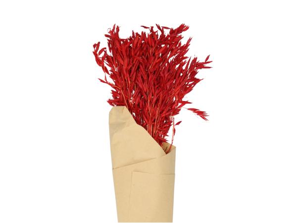 Hafer Avena Bund ca. 100gr
!! Aktionsartikel- Kein Umtausch / Rückgabe möglich !! L60-90cm