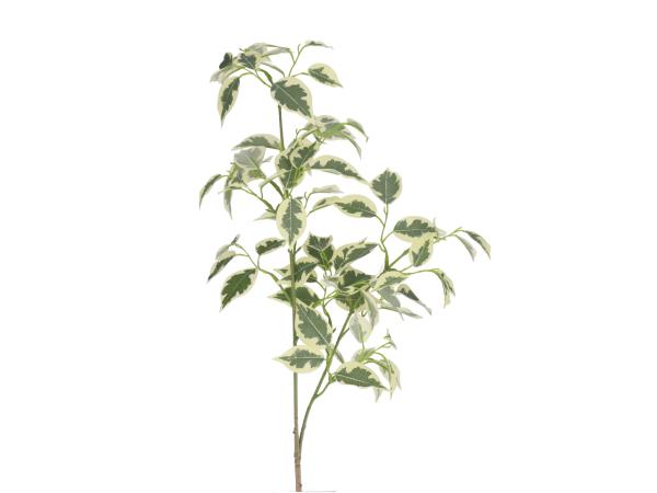 Zweig Ficus Benjamini   L92cm