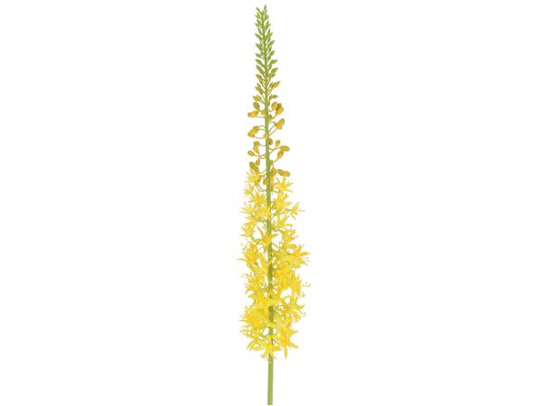 Zweig Steppenkerze (Eremurus) L104cm